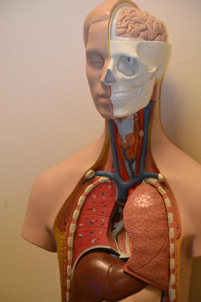 medical, anatomy, science, anatomical, body, biology, lungs, organ, liver, stomach, intestine, brown medical, brown science, anatomical, lungs, lungs, lungs, lungs, lungs, liver, liver, liver, stomach, intestine, intestine, intestine