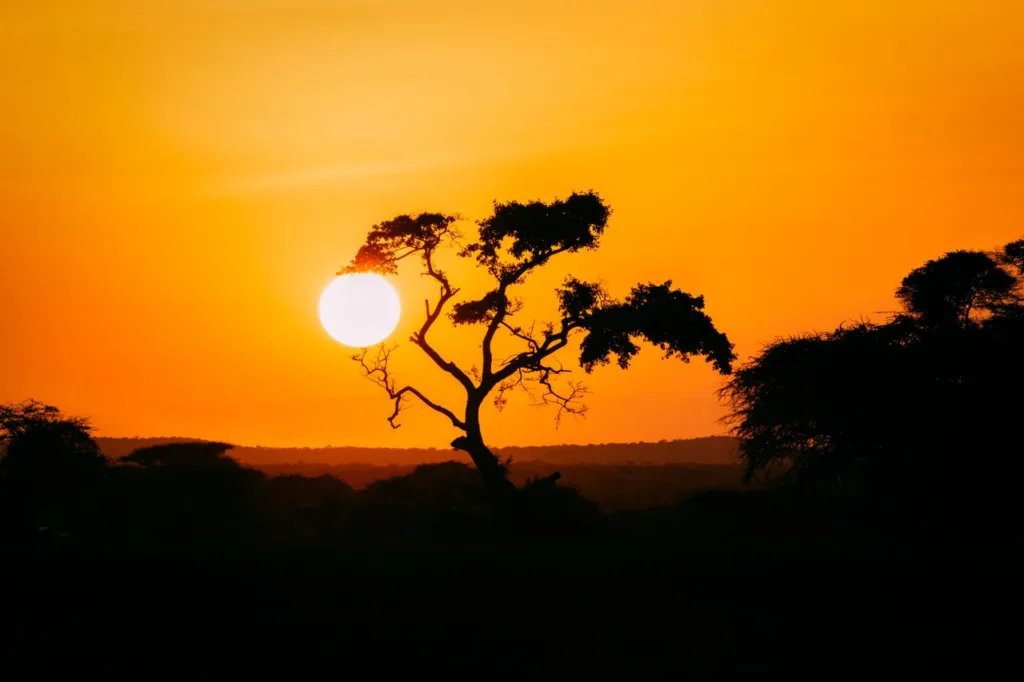 Beautiful African landscape featuring a silhouetted tree against a stunning orange sunset.